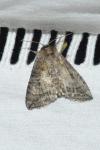 Tethea ocularis