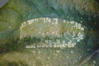Phyllonorycter rajella