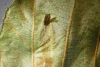 Phyllonorycter rajella
