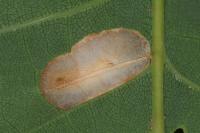 Phyllonorycter