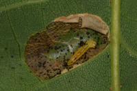 Phyllonorycter