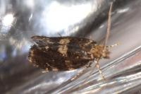 Diplodoma laichartingella