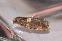 Diplodoma laichartingella