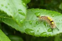 Orgyia antiqua
