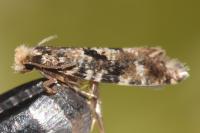 Nemapogon ruricolellus