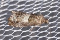 Notocelia trimaculana