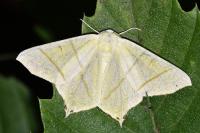 Ourapteryx sambucaria