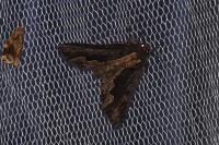 Dypterygia scabriuscula