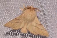 Malacosoma neustria