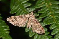 Gymnoscelis rufifasciata