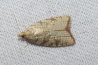 Aleimma loeflingiana