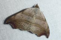 Laspeyria flexula