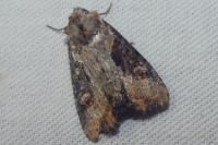 Lateroligia ophiogramma