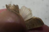 Hoplodrina ambigua