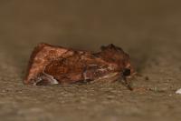Cosmia pyralina