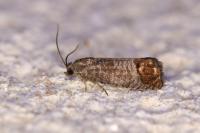 Cydia pomonella