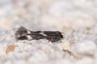 Elachista stabilella