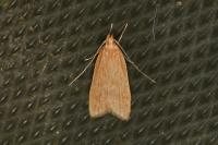 Helcystogramma rufescens