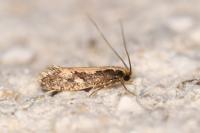 Monopis crocicapitella