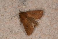 Mythimna albipuncta