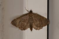 Philereme vetulata