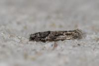Recurvaria nanella