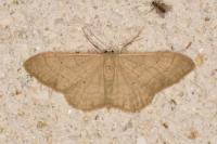 Idaea straminata