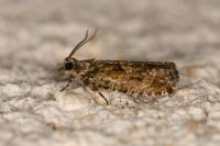 Zeiraphera isertana