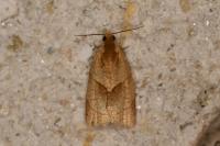 Clepsis rurinana