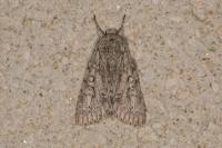 Acronicta aceris