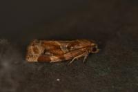 Archips xylosteana