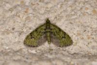 Chloroclystis v-ata