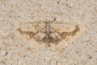 Cyclophora annularia