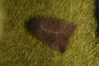 Hoplodrina ambigua