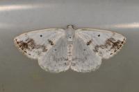 Lomographa temerata