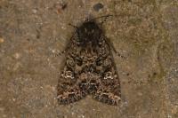 Mamestra brassicae