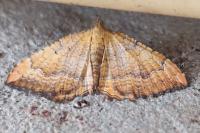 Camptogramma bilineata