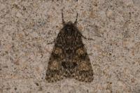 Acronicta megacephala
