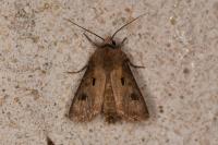 Agrotis exclamationis