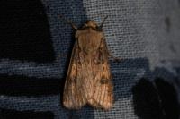 Agrotis puta