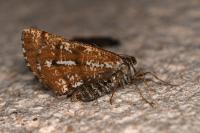 Bupalus piniaria