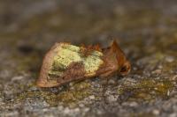 Diachrysia chrysitis/stenochrysis