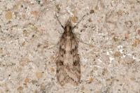 Eudonia angustea