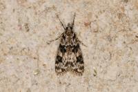 Eudonia delunella