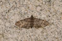 Gymnoscelis rufifasciata
