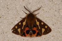 Arctia testudinaria