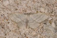 Idaea subsericeata