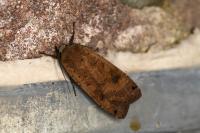 Noctua pronuba