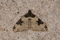 Xanthorhoe fluctuata