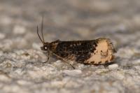 Hedya ochroleucana